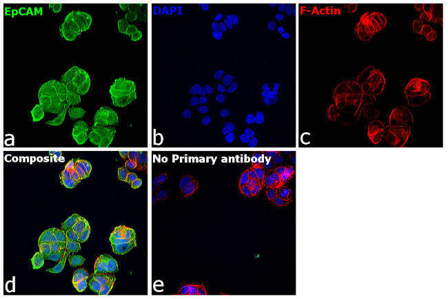 Rabbit IgG (H+L) Secondary Antibody in Immunocytochemistry (ICC/IF)