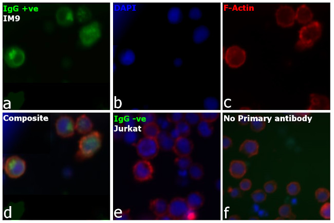 Human IgG, IgM, IgA (H+L) Secondary Antibody in Immunocytochemistry (ICC/IF)