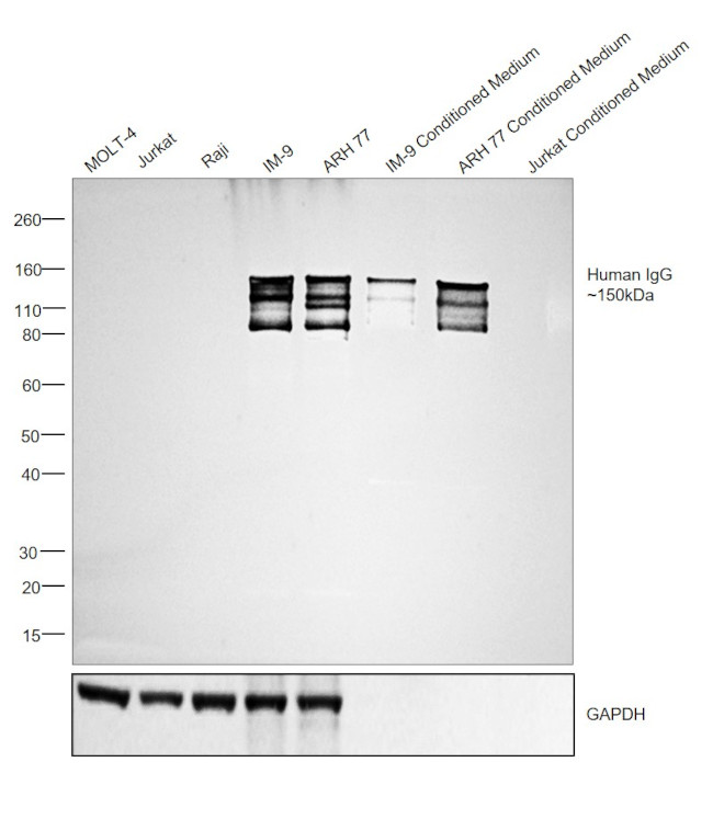 Human IgG (H+L) Secondary Antibody