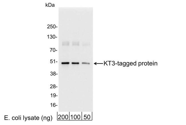 KT3 Tag Antibody in Western Blot (WB)