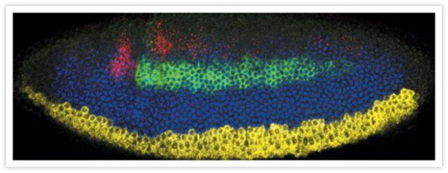 Mouse IgG (H+L) Highly Cross-Adsorbed Secondary Antibody in Immunohistochemistry (IHC)