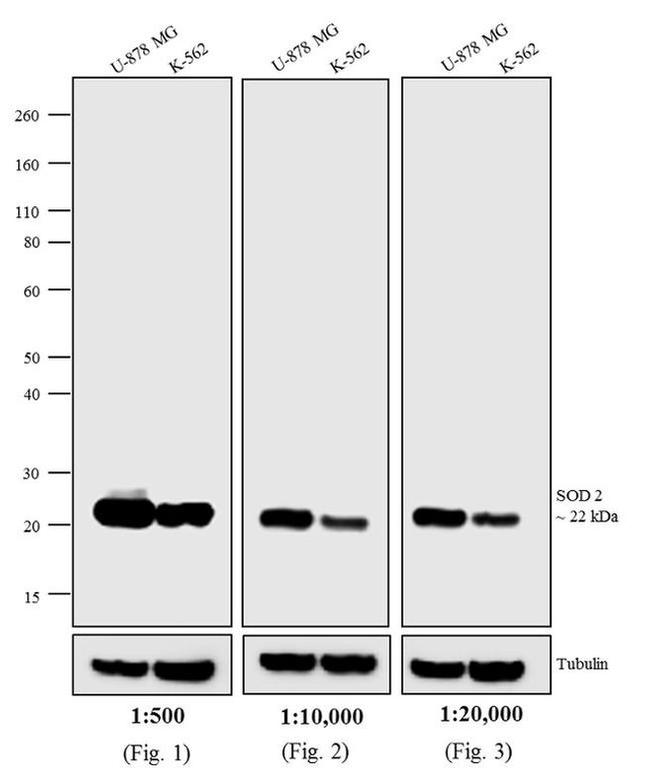 Mouse IgG (H+L) Secondary Antibody in Western Blot (WB)