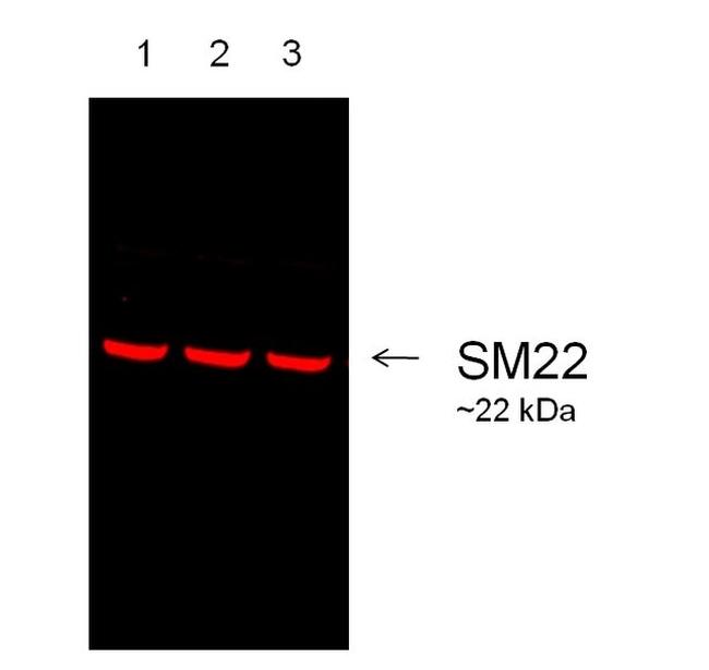 Goat IgG (Heavy Chain) Secondary Antibody in Western Blot (WB)