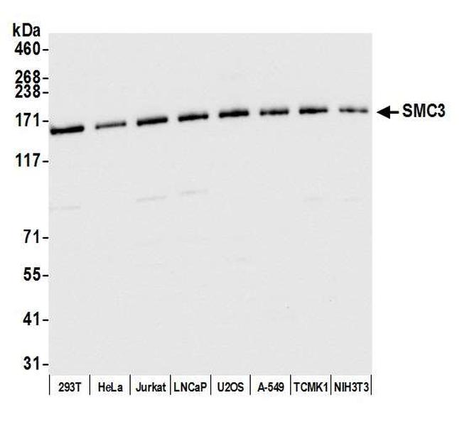 SMC3 Antibody in Western Blot (WB)