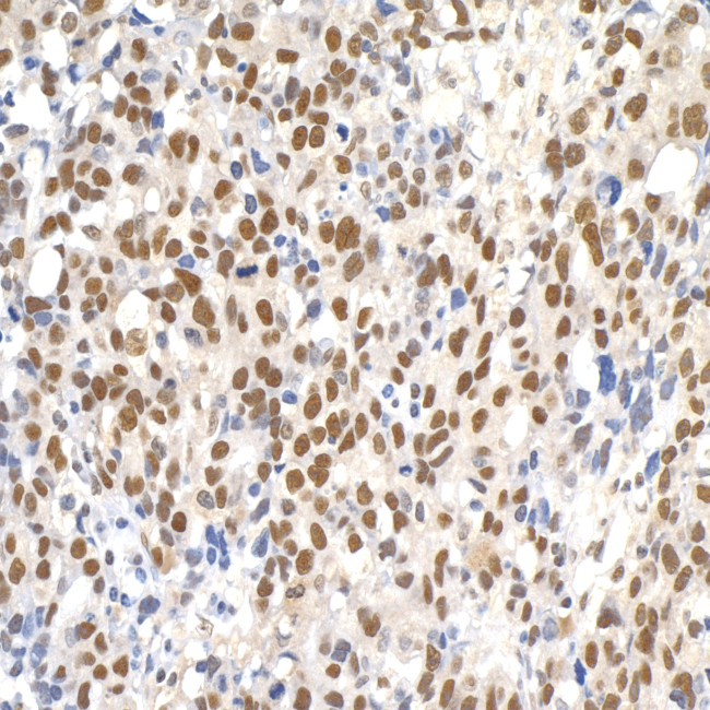 Paf1 Antibody in Immunohistochemistry (Paraffin) (IHC (P))