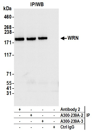 WRN Antibody in Immunoprecipitation (IP)