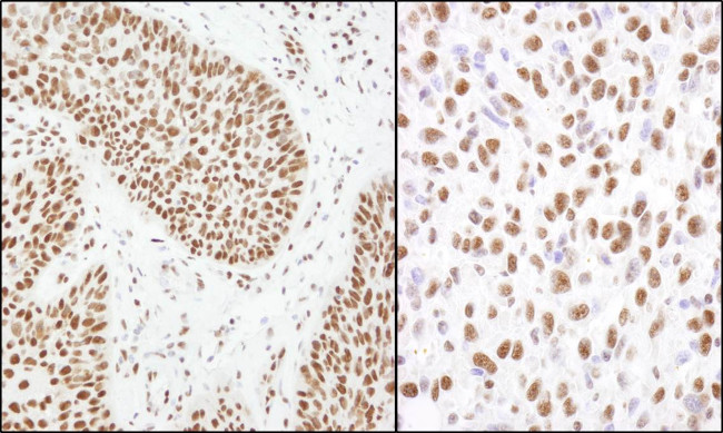 Matrin 3 Antibody in Immunohistochemistry (Paraffin) (IHC (P))