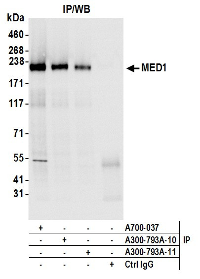 CRSP1/TRAP220 Antibody in Immunoprecipitation (IP)