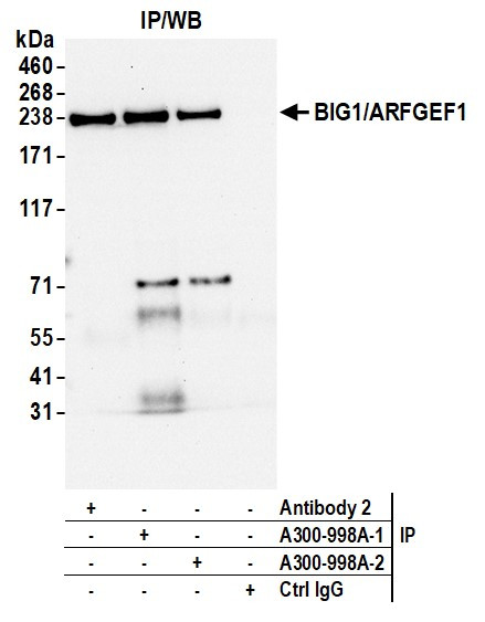 BIG1/ARFGEF1 Antibody in Immunoprecipitation (IP)