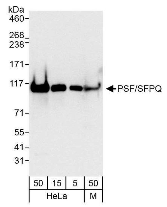 PSF/SFPQ Antibody in Western Blot (WB)