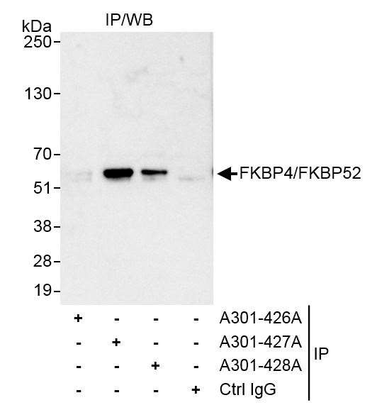 FKBP4/FKBP52 Antibody in Immunoprecipitation (IP)