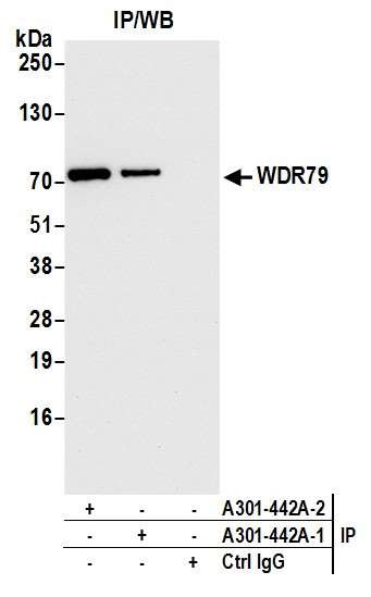 WDR79 Antibody in Immunoprecipitation (IP)