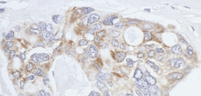 eIF3X Antibody in Immunohistochemistry (Paraffin) (IHC (P))