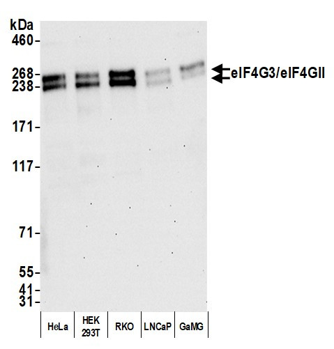 eIF4G3/eIF4GII Antibody in Western Blot (WB)