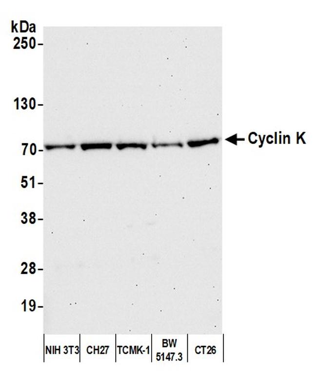 Cyclin K Antibody in Western Blot (WB)