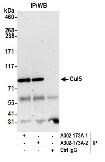 Cul5 Antibody in Immunoprecipitation (IP)