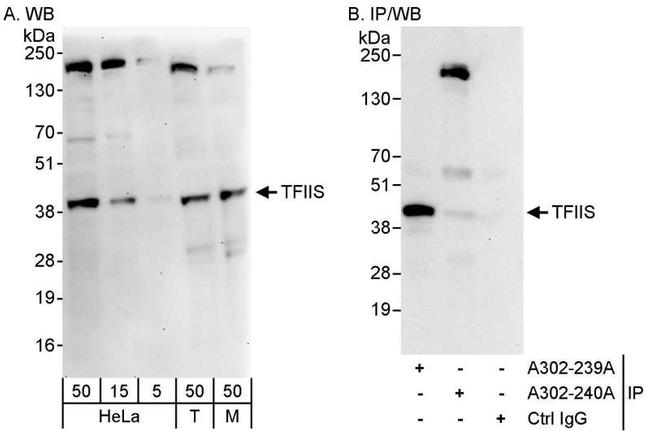 TFIIS Antibody in Western Blot (WB)