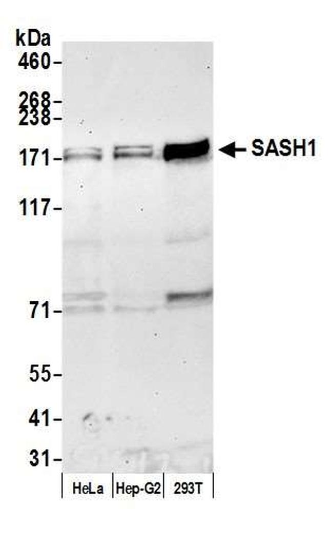 SASH1 Antibody in Western Blot (WB)