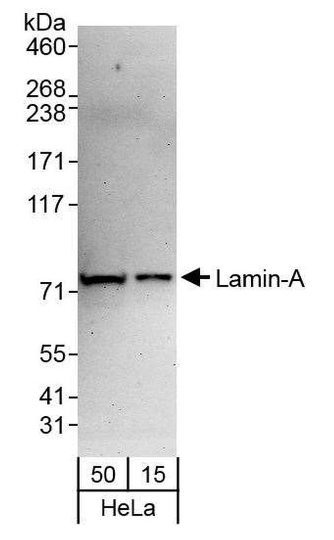 Lamin-A Antibody in Western Blot (WB)