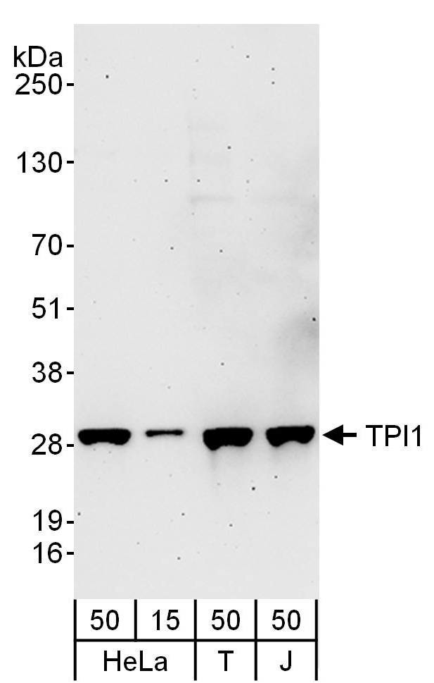 TPI1 Antibody in Western Blot (WB)