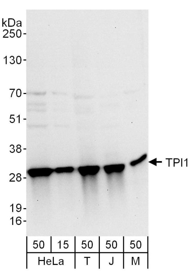 TPI1 Antibody in Western Blot (WB)