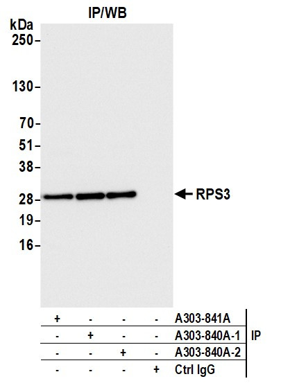 RPS3 Antibody in Immunoprecipitation (IP)