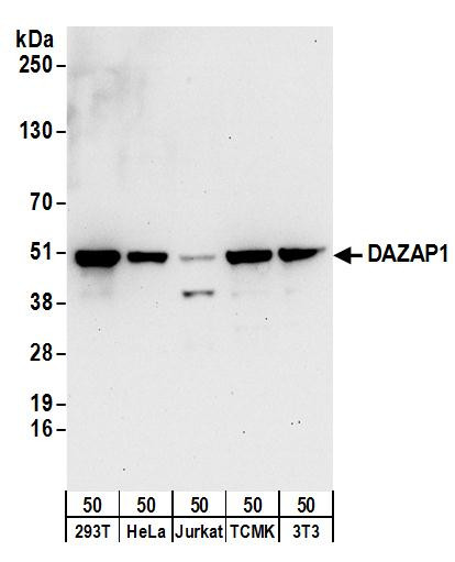 DAZAP1 Antibody in Western Blot (WB)