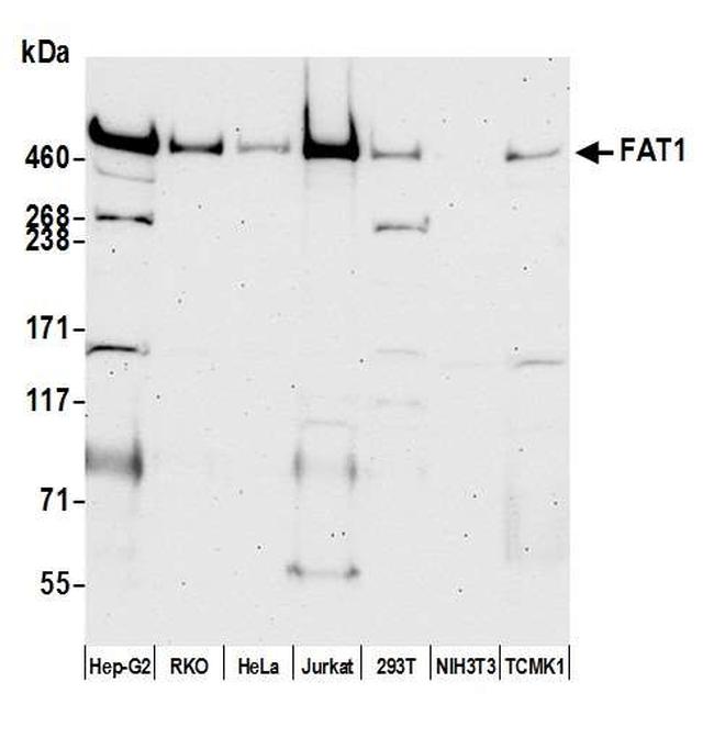 FAT1 Antibody in Western Blot (WB)