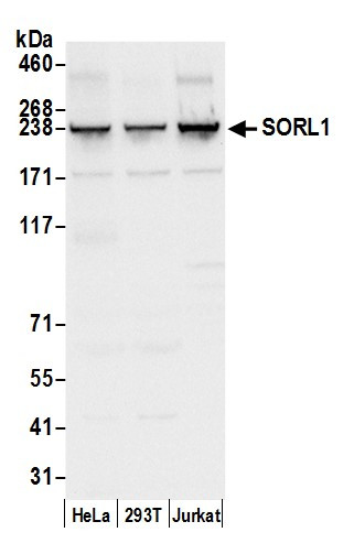 SORL1 Antibody in Western Blot (WB)