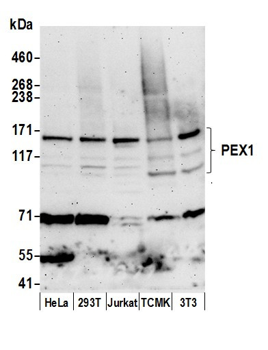 PEX1 Antibody in Western Blot (WB)