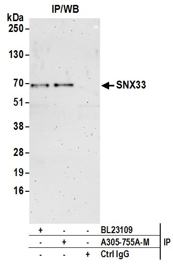 SNX33 Antibody in Immunoprecipitation (IP)