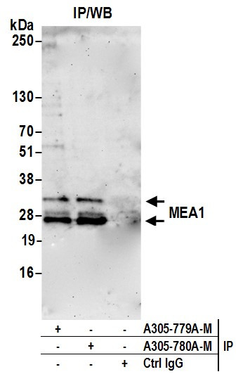 MEA1 Antibody in Immunoprecipitation (IP)