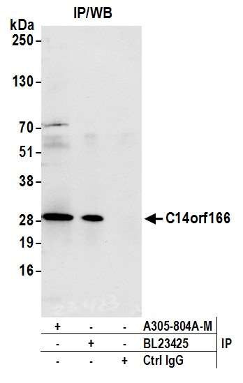 C14orf166 Antibody in Immunoprecipitation (IP)