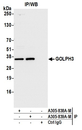 GOLPH3 Antibody in Immunoprecipitation (IP)