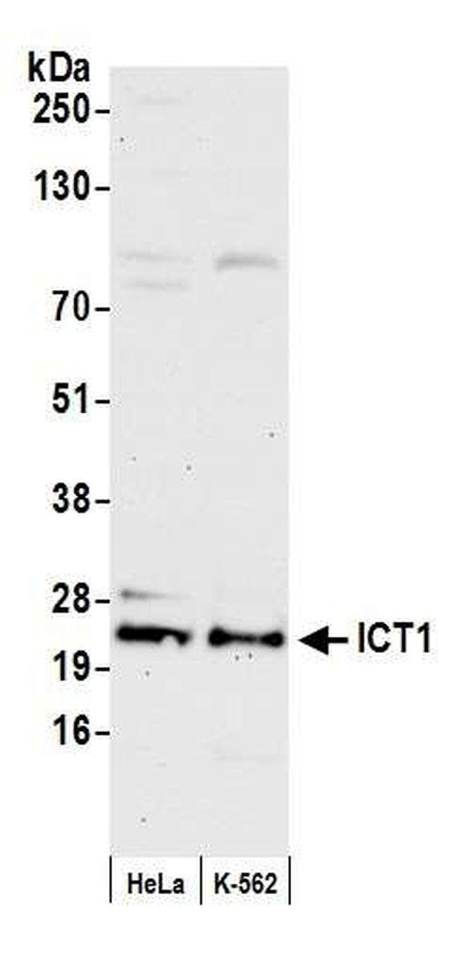 ICT1 Antibody in Western Blot (WB)