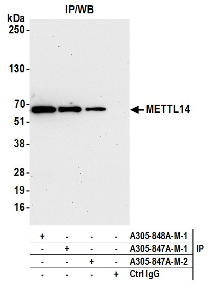 METTL14 Antibody in Immunoprecipitation (IP)