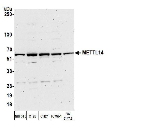 METTL14 Antibody in Western Blot (WB)