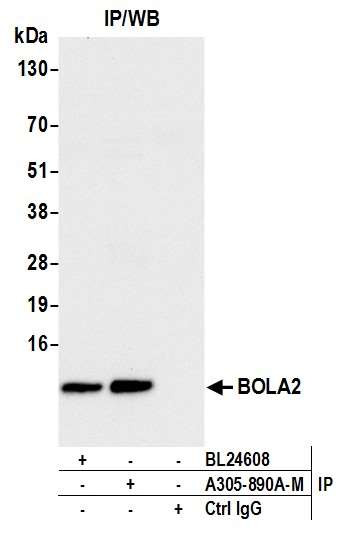 BOLA2 Antibody in Immunoprecipitation (IP)