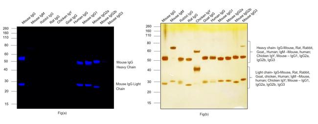 Mouse IgG (H+L) Highly Cross-Adsorbed Secondary Antibody in Western Blot (WB)