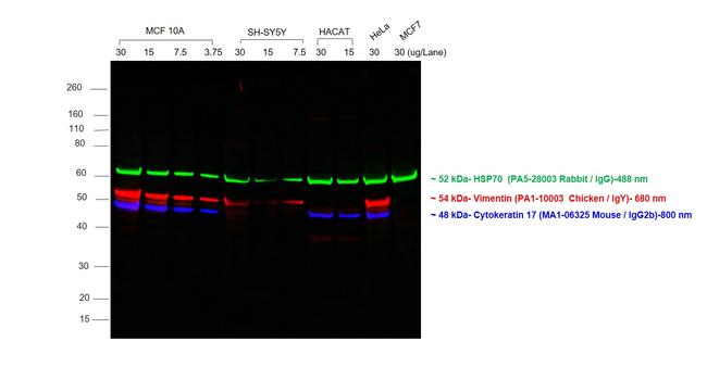 Mouse IgG (H+L) Highly Cross-Adsorbed Secondary Antibody in Western Blot (WB)