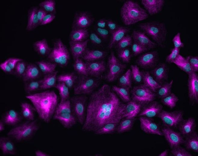 Rabbit IgG (H+L) Highly Cross-Adsorbed Secondary Antibody in Immunocytochemistry (ICC/IF)