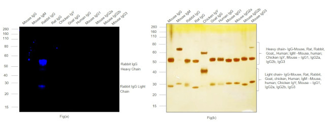 Rabbit IgG (H+L) Highly Cross-Adsorbed Secondary Antibody