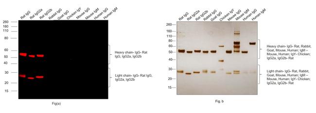 Rat IgG (H+L) Highly Cross-Adsorbed Secondary Antibody in Western Blot (WB)