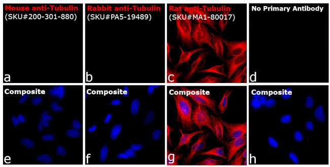 Rat IgG (H+L) Highly Cross-Adsorbed Secondary Antibody in Immunocytochemistry (ICC/IF)