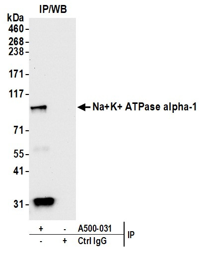 Sodium Potassium ATPase alpha-1 Antibody in Immunoprecipitation (IP)