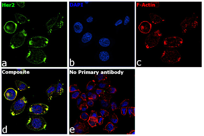 Human IgG Fab Secondary Antibody in Immunocytochemistry (ICC/IF)