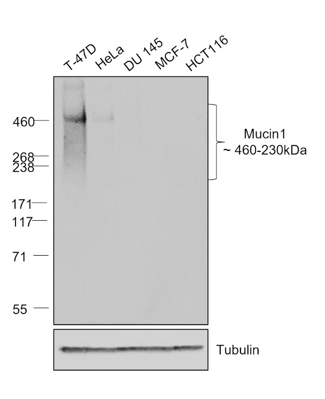 Human IgG Fab Secondary Antibody in Western Blot (WB)