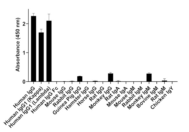 Human IgG Fab Secondary Antibody