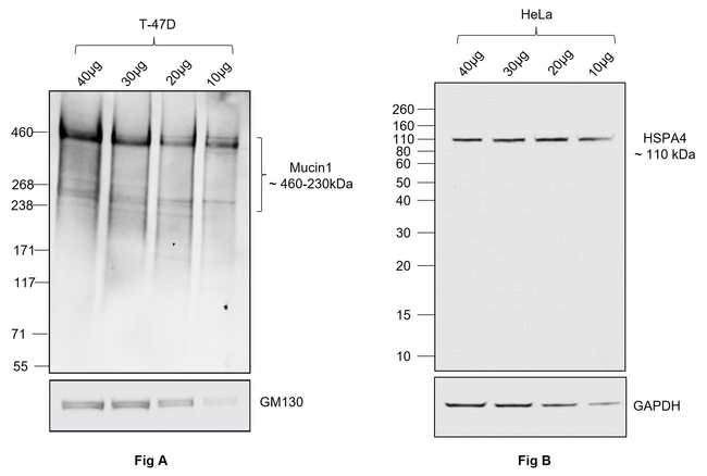 Human IgG Fab Secondary Antibody in Western Blot (WB)