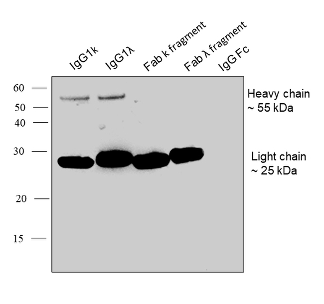 Human IgG Fab Secondary Antibody in Western Blot (WB)